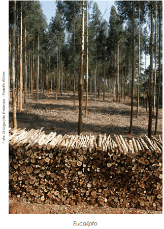 O crescente mercado de Biomassa de Eucalipto