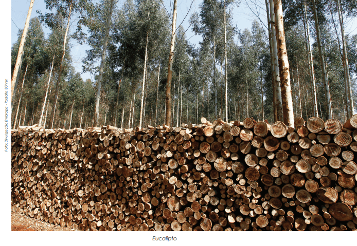 O crescente mercado de Biomassa de Eucalipto