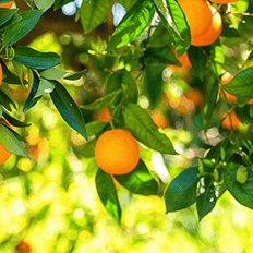 Produto biológico é um aliado do citricultor para proteger os pomares do cancro