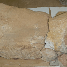 CETESB atua ativamente na proteção do Patrimônio Paleontológico no estado de São Paulo