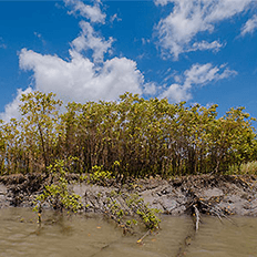 Conservação dos manguezais da Amazônia é estratégica global de mitigação da mudança climática