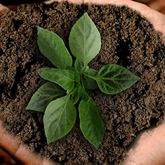 Workshop: Neutralidade do carbono e sustentabilidade no setor lácteo