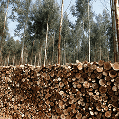 O crescente mercado de Biomassa de Eucalipto