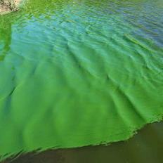 Captura de CO2 bioassistida e conversão em bioprodutos