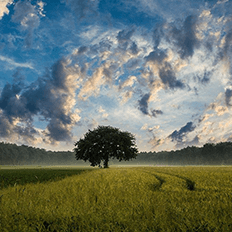 Agropecuária é também a principal responsável pela emissão de GEE na atmosfera 
