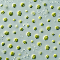 Centro de Pesquisa para Inovação em Gases de Efeito Estufa dispõe de uma vaga de pós-doutorado 