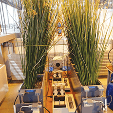 Recuperação de córregos através de filtração natural por plantas