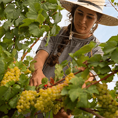 Iniciativas sustentáveis da Chandon para os próximos ano