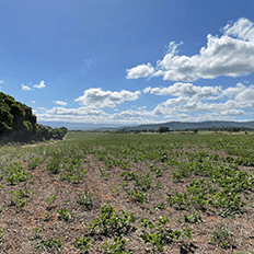 Cidade de Passos receberá nova cervejaria do Grupo HEINEKEN