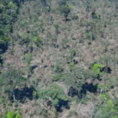 Amazônia já perdeu 30% de sua capacidade de reter CO2