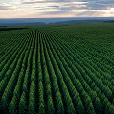 Aperam BioEnergia fecha contrato para a venda de créditos de remoção de carbono