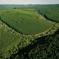 Com tecnologia avançada e soluções renováveis, Brasil tem potencial mundial para bioeconomia