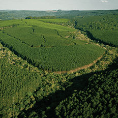 Com tecnologia avançada e soluções renováveis, Brasil tem potencial mundial para bioeconomia