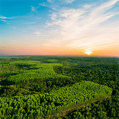 Bracell estabelece meta de sustentabilidade para a preservação da biodiversidade