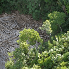 Área prioritária das ações de combate ao desmatamento poderia ser 27,8% menor