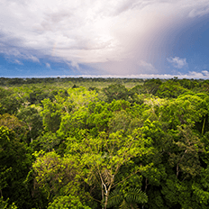 Operação de compensação de emissão de CO2