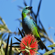 Parque das Neblinas será campo de estudo sobre o impacto da natureza em nosso bem-estar