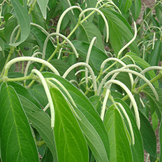 Implementação da bioeconomia pode gerar faturamento industrial de US$ 284 bilhões até 2050 