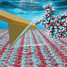 Interação entre a lignina e a celulose confere à biomassa o que chamamos de recalcitrância