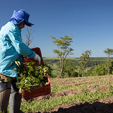 Compensação de carbono através de árvores são as melhores opções 