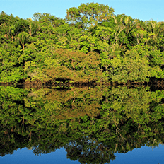 Bioma amazônico está no foco das startups brasileiras