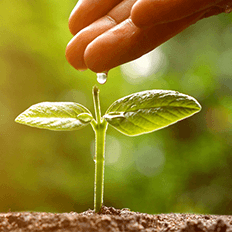 Sistemas agrícolas regenerativos têm como objetivo melhorar a saúde do solo 