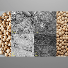Zinco, cobre, boro e manganês são utilizados no tratamento de sementes em diferentes culturas