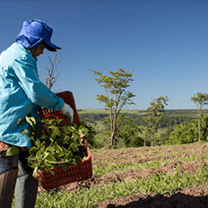 CO2 é um dos principais responsáveis pelo Gases do Efeito Estufa