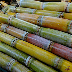 Estudo pode contribuir para aumentar e baratear a produção do chamado etanol de segunda geração