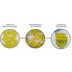 Unicamp tem cultivado microalgas em laboratório