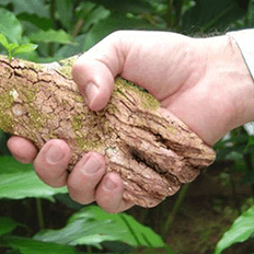 Investimentos precisam mirar em um desenvolvimento com sustentabilidade socioambiental 