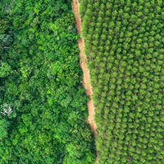 Suzano divulga o balanço referente ao primeiro trimestre de 2023 