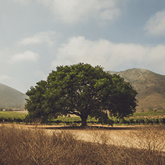 Os desafios de reduzir a emissão de carbono acaba de ganhar um importante aliado 