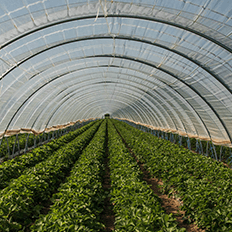 O plástico desempenha um papel fundamental na agricultura moderna