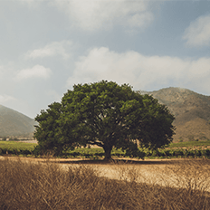 Ecocert Brasil lança o programa Carbon Neutral Certified 