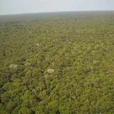 Brasilcap anuncia a compensação de toda a sua emissão de gás carbônico desde a sua fundação