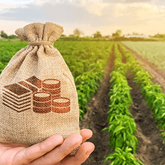 Agronegócio de São Paulo registra sucessivos superávits mensais neste ano