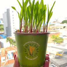 Klabin inova na aplicação do KlaCup Natural Kraft®