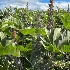 BMG Agro otimizar a cultura de rotação em suas fazendas 
