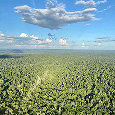 Climate tech brCarbon fecha as primeiras parcerias para plantio de árvores em áreas do agronegócio do Pará