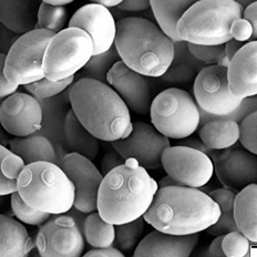 Quadro detalhado do DNA das leveduras Saccharomyces cerevisiae do bioetanol 