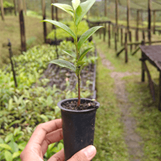10º Workshop de Restauração Florestal