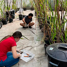 Pesquisa sobre cana-de-açúcar para bioenergia