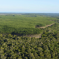 Bracell lança sua agenda estratégica de ESG para 2030