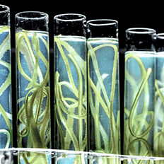 Descarbonização dos transportes é um tema vital e desafiador da agenda climática do Brasil