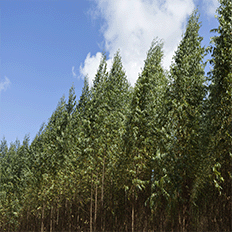 Bracell recebe selo prata do Ecovadis em reconhecimento às práticas de ESG