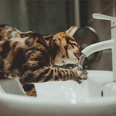 Água filtrada é essencial para saúde dos pets