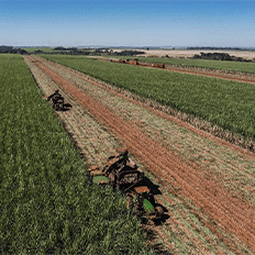 BP Bunge Bioenergia renova pelo quinto ano consecutivo o Certificado Energia Verde 