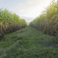 SAA e Semil assinam resolução que fomenta empreendimentos com uso de biogás e biometano