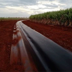 Setor sucroenergético atinge marcos significativos com recordes em produção e exportação de açúcar e etanol anidro